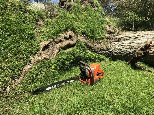 Uprooted tree in Rochester.