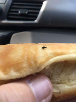 Gnat that was stuck to the Kolache.