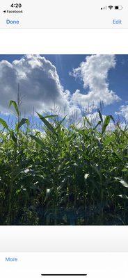 Corn field maze.