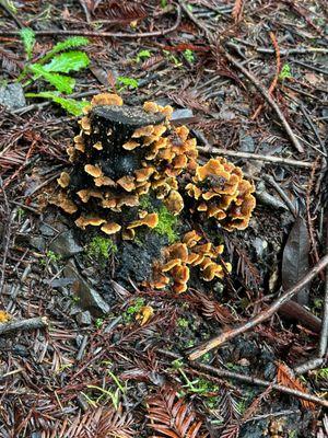 Many mushroom varieties at this time of year.