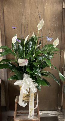 8 inch potted Spathiphyllum  (peace lily)