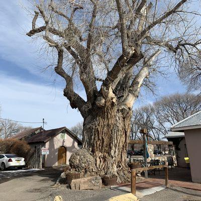 The ancient cottonwood in the parking area. I will miss you, till the next time, El Paragua!!