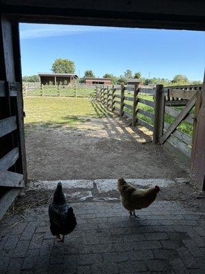 Kline Creek Farm