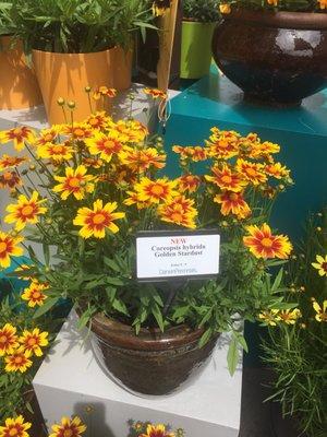 Wonderful new coreopsis!