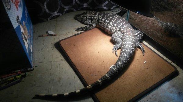 My baby tegu Oreo that pet haven takes good care of whenever I'm in a pinch.