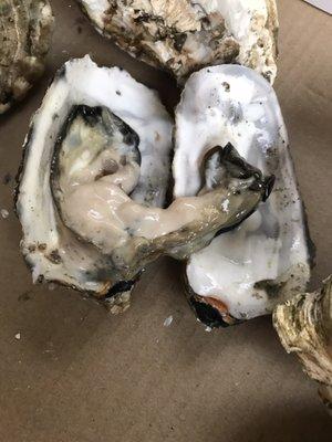 WARNING!SELLING DEAD OYSTERS.I bought a big box/60 pieces of oysters and could only eat 3 out of 60. They were mostly death and smeelly.