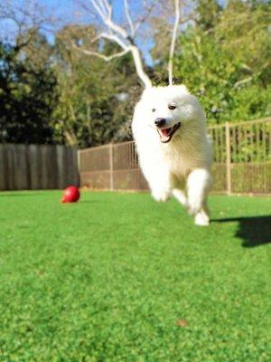 Dublin Creek Kennels