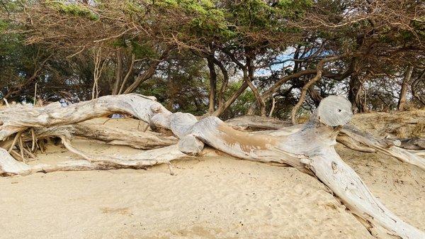 Old trees and driftwood on north end of park