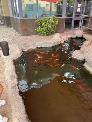 Koi pond!!