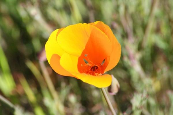 California Golden Poppy