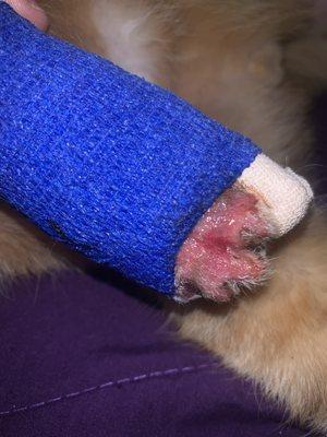 This is what the shave job looked like immediately after; this goes halfway up the paw under the splint too.