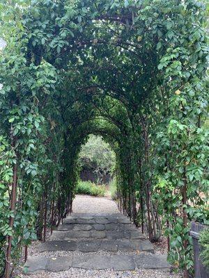 Trellis of climbing roses