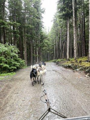 The sled dogs