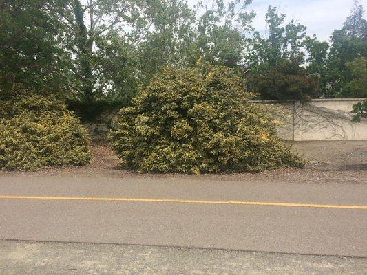 The Iron Horse Trail. Looking for a cat, I saw a man under a tarp inside this bush. Groundcover is safer for kids walking home from school.