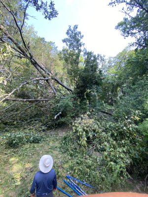 Emergency Tree Work