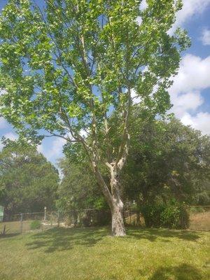 Sycamore Before Adding New Soil, Amendments, and Mulch Ring.