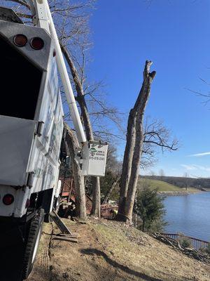 Tree removal