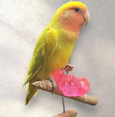 Lovebird very curious and fun