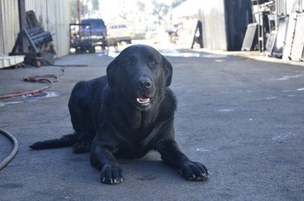 barney  the shop dog.