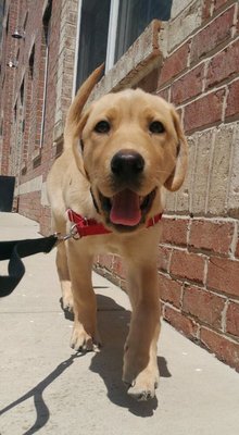 Tucker even walks better on a leash now after walking daily with Joe!