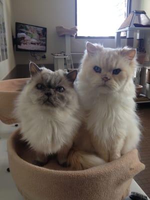 Adoptable Persian cats William and Kate