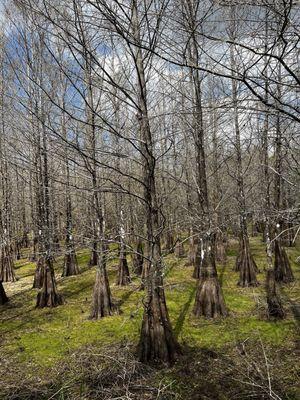 Cypress trees