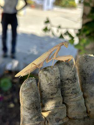 Nature in the City Gardening