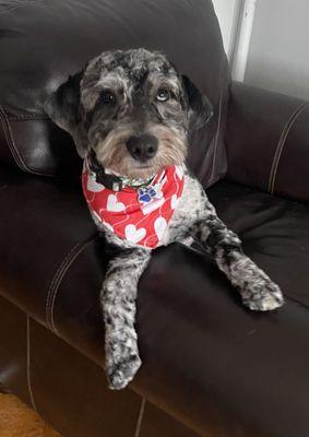 After...Buddha loves his bandanna.