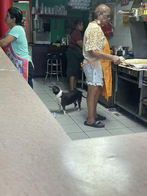 A dog in kitchen