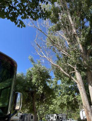 Large dead branches throughout park can fall on people or RVs.