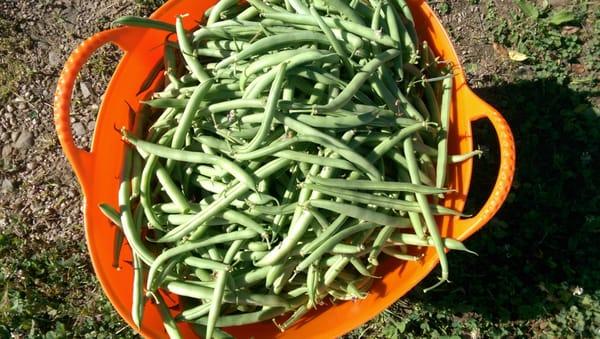 A Bushel of Beans, harvested August, 2015