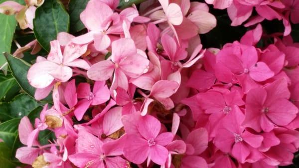 Gorgeous hydrangeas.