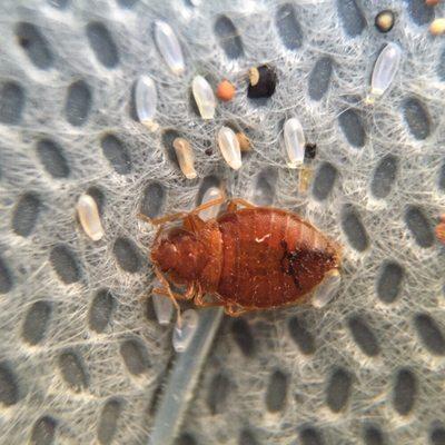 Live bed bug and eggs