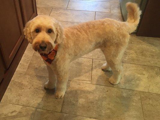 Very impressed with cut on my golden doodle. Extremely friendly staff, very responsive owner, and the cut was perfect.