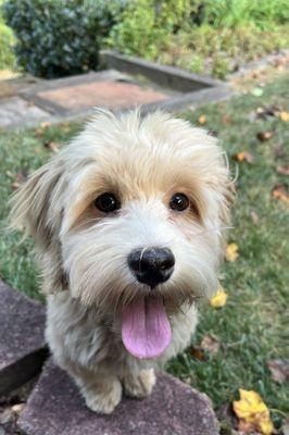 This is Murphy! Freshly groomed by Anna at Lux.  It was his first grooming.  She was so kind and gentle with him.