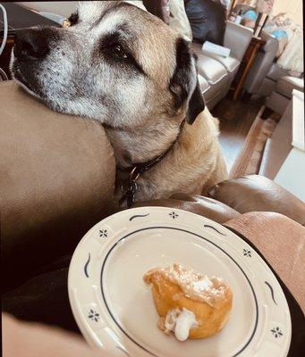 Waiting to lick the plate.... Loves donuts