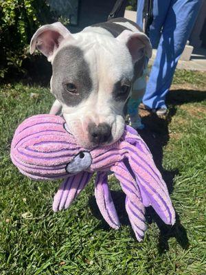 Happy with an octopus buddy