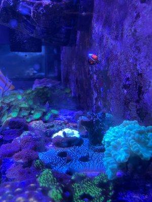 Coral & clown fish