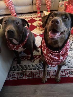 My pups right after their grooming sessions