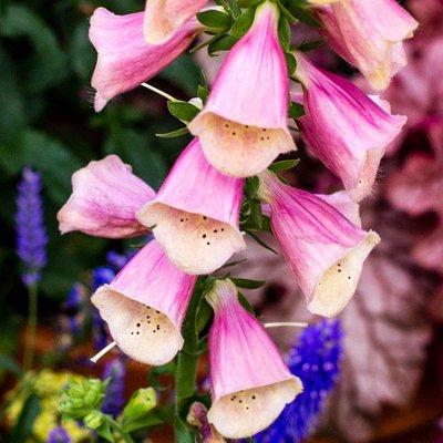 Foxglove blooming at Sugar Creek Gardens