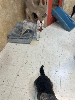 Duke during playtime with his friends.