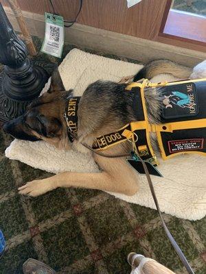 Service Dog In Training Bodhi napping under the table in the Front Runner restaurant