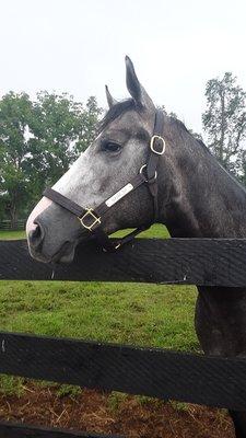 Silver Springs Stud Farm