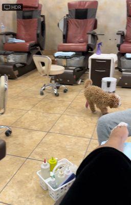 Dog with cast, walking through nail salon. Staff pet the dog with their work gloves on