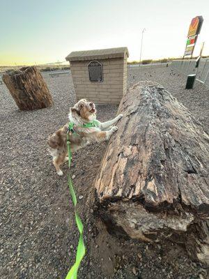 Betty at Love's Dog Park sunrise  Joseph City AZ This Dog park has its very own plaque for Petrified Forest!