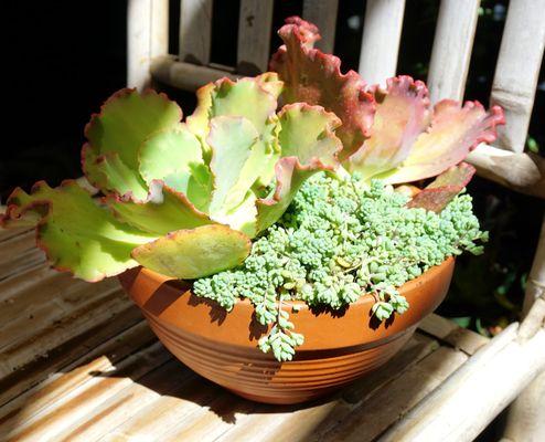 SUCCULENT ARRANGEMENT WORKSHOP, SEP. 28TH @11:00-2:00