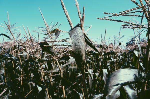 Corn stalks