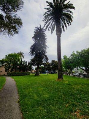 Tall trees and turf