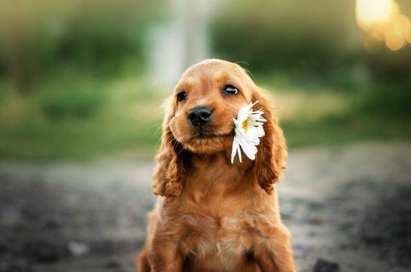 Puppy Training does not get any better