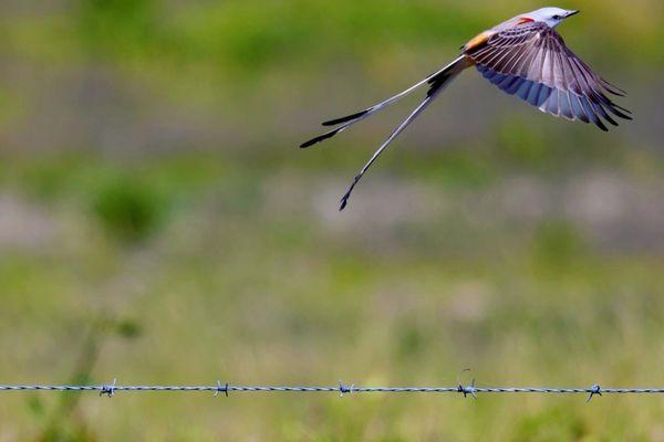 Liftoff!! Scissor-tailed Flycatcher- been trying to capture one of these beauties for YEARS!! Look at that tail! (April 2024)